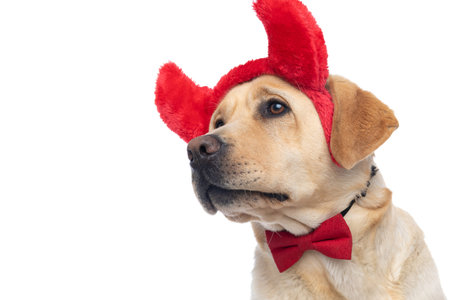 side view of a labrador retriever dog wearing devil horns and a bowtie on white backgroundの写真素材