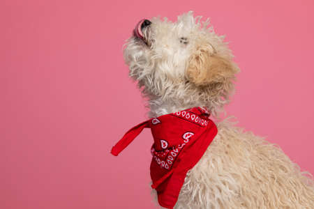 side view of a cute caniche dog licking his nose and wearing a red bandana against white backgroundの写真素材