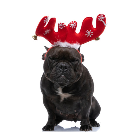 little french bulldog dog sleeping and wearing red reindeer horns against white backgroundの写真素材