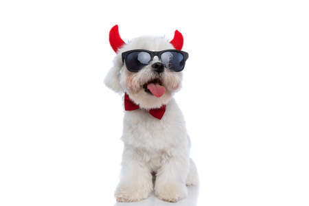 cute bichon dog wearing devil horns, sunglasses and panting on white backgroundの写真素材