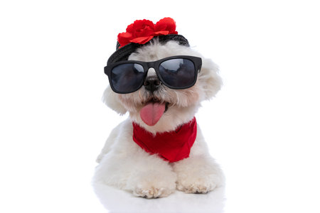 sweet bichon dog sticking out tongue at the camera, wearing a hat, sunglasses and bandana