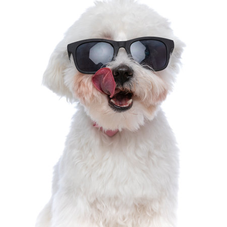 portrait of a beautiful bichon dog licking his mouth and wearing sunglasses on white backgroundの写真素材