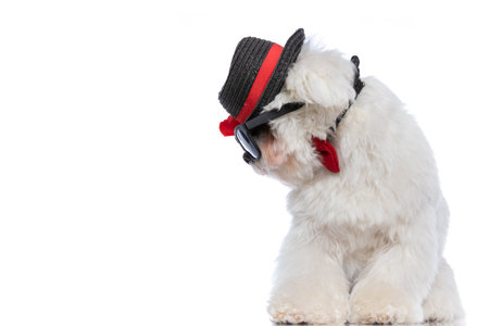 adorable bichon dog looking to his side, wearing a cap, sunglasses and bowtie on white background