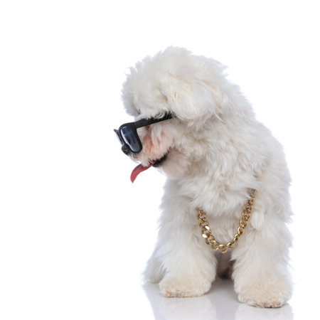 cool bichon dog looking to his side, wearing sunglasses and chain and sticking out his tongue