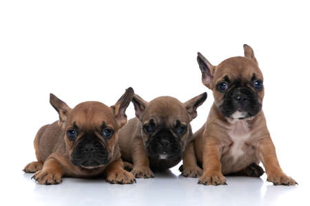 three french bulldog dogs with fawn fur looking at the camera against white backgroundの写真素材