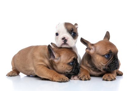 cute french bulldog dog resting his chin on his friend's head, looking aside and lying downの写真素材