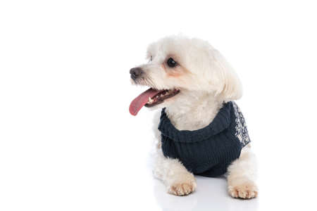 little bichon dog looking to his side, sticking out tongue and wearing a winter cloth on white backgroundの写真素材