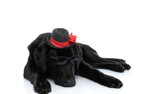 cool labrador retriever dog laying down and wearing sunglasses and hat against white backgroundの写真素材
