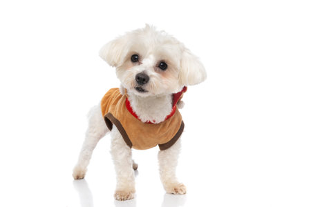 little bichon dog wearing a brown cloth, looking away and standing on white background