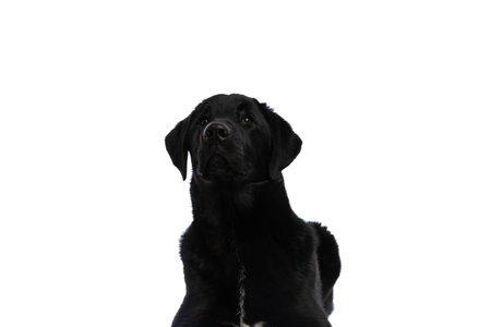 cute labrador retriever dog laying down and looking away from the camera against white background