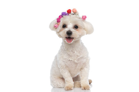 seated sweet bichon dog wearing a headband of flowers and sticking out tongue on white background