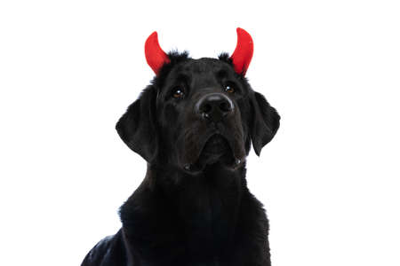 portrait of a beautiful labrador retriever dog wearing devil horns against white backgroundの写真素材