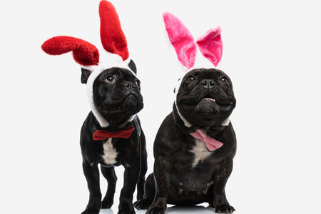 two beautiful french bulldog dogs with bunny ears dreaming and looking away against white background