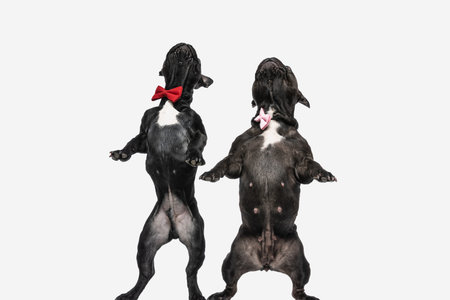 two cute french bulldog dogs checking what's above them, standing on hind legs and wearing a bowtie