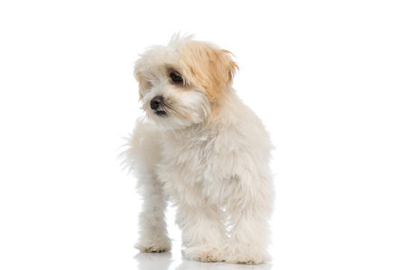 little bichon dog looking to his side and standing against white backgroundの写真素材