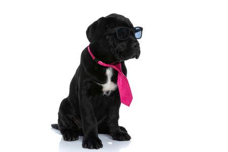 seated cool cane corso dog wearing sunglasses and tie, looking away against white backgroundの写真素材