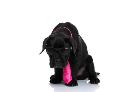 cute cane corso dog bowing his head, wearing sunglasses and tie against white backgroundの写真素材