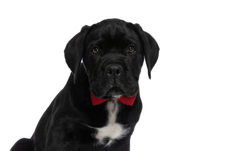 portrait of an adorable cane corso dog wearing a red bowtie and looking at the camera on white backgroundの写真素材