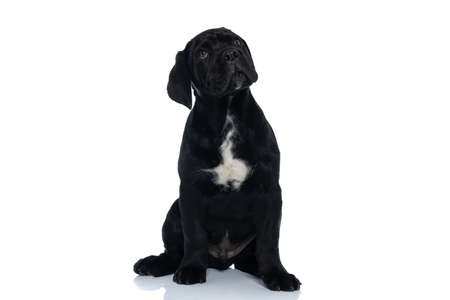 adorable seated cane corso dog looking above him and being curious on white backgroundの写真素材