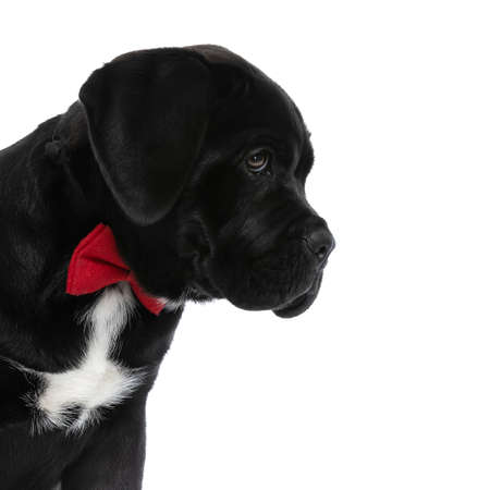 side view of a cute cane corso dog wearing a red bowtie and looking away on white backgroundの写真素材