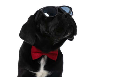 close up on a sweet cane corso dog wearing sunglasses and bowtie on white backgroundの写真素材