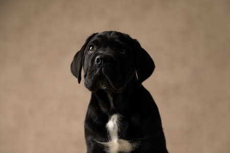 portrait of a cute cane corso dog looking up and being curious and sittingの写真素材