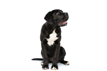 cute cane corso puppy sitting in studio, looking up and side, sticking out tongue and panting on...