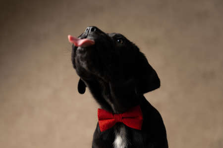 cute cane corso dog sticking out tongue, wearing a red bowtie and sitting in studioの写真素材