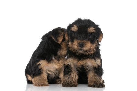 adorable yorkshire terrier hidding his face from the camera behind his friend on white backgroundの写真素材