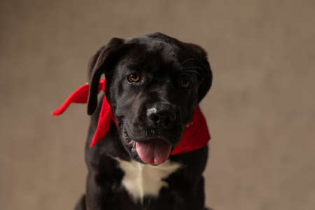 lovely cane corso dog with red bandana around neck panting and sticking out tongue while sitting on brown background in studioの写真素材