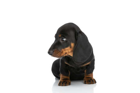 small adorable teckel dachshund puppy looking to side and sitting isolated on white background in studioの写真素材