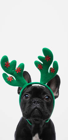 portrait of a cute french bulldog dog wearing reindeer horns and looking at the cameraの写真素材