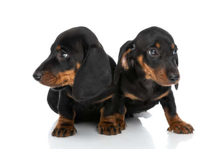 lovely couple of two teckel dachshund puppies looking both sides and sitting isolated on white background in studioの写真素材