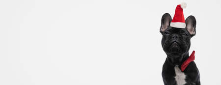 landscape of a cute french bulldog dog wearing a christmas hat and bowtie on gray backgroundの写真素材