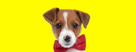 landscape of a beautiful jack russell terrier dog wearing a red bowtie against yellow backgroundの写真素材