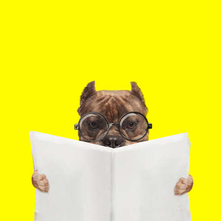 landscape of an american bully dog wearing eyeglasses and reading the newspaper on yellow backgroundの写真素材
