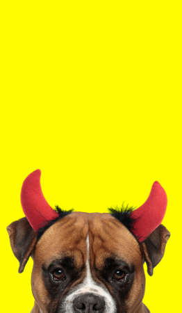 portrait of a boxer dog wearing devil horns and hiding his face from the camera on yellow backgroundの写真素材