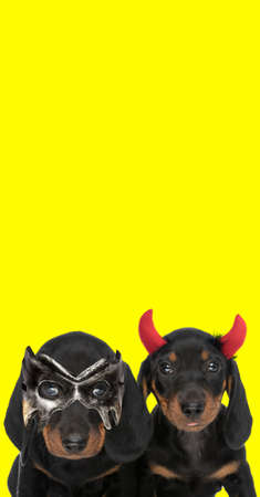 portrait of two teckel dogs wearing devil horns and a mask against yellow studio backgroundの写真素材