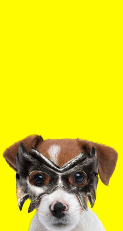 portrait of a cute jack russell terrier dog wearing a mask and being mysterious on yellow backgroundの写真素材