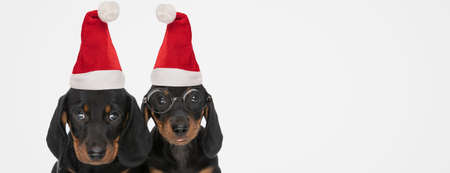 couple of teckel dogs sticking out tongue, wearing eyeglasses and christmas hats on gray backgroundの写真素材