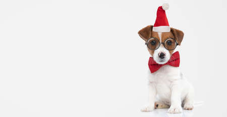 landscape of an adorable jack russell terrier dog sitting against gray background and wearing a christmas hat, eyeglasses and a bowtieの写真素材