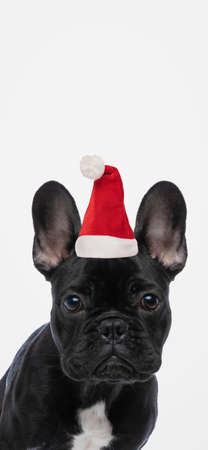 portrait of an adorable french bulldog dog wearing a christmas hat and looking at the cameraの写真素材