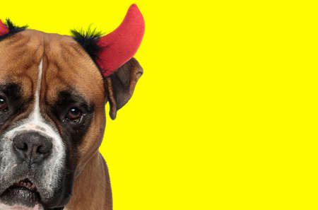 landscape of a boxer dog wearing devil horns and hiding his face against yellow backgroundの写真素材