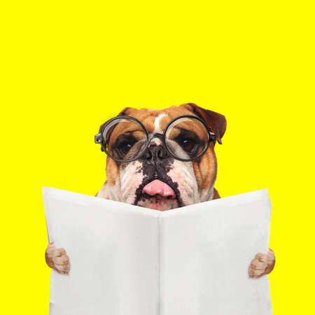 sweet english bulldog dog sticking out tongue at the camera and reading the newspaperの写真素材