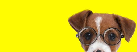 landscape of a cute jack russell terrier dog wearing eyeglasses and being shy on yellow backgroundの写真素材