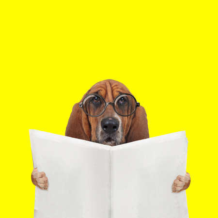 sweet basset dog reading the newspaper and wearing eyeglasses on yellow backgroundの写真素材