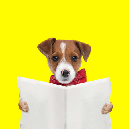 landscape of an adorable jack russell terrier dog reading the newspaper and wearing a red bowtie on yellow backgroundの写真素材