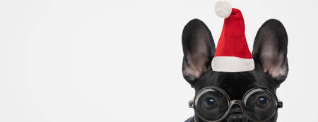 landscape of a beautiful french bulldog dog wearing a christmas hat and eyeglasses on gray backgroundの写真素材