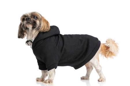 side view of cute shih tzu pup wearing black hoodie and collar and looking up in a curious manner while standing isolated on white background in studioの写真素材