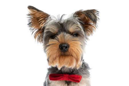 portrait of adorable little yorkshire terrier puppy wearing red bowtie and standing isolated on white background in studioの写真素材